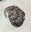 Wide Austerops Trilobite Mortality Plate - Jorf #58934-6